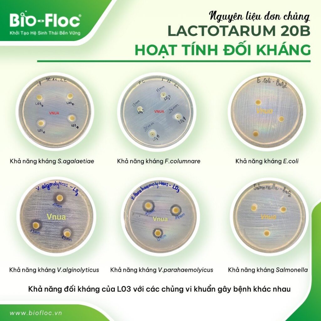 LACTOTARUM 20B
