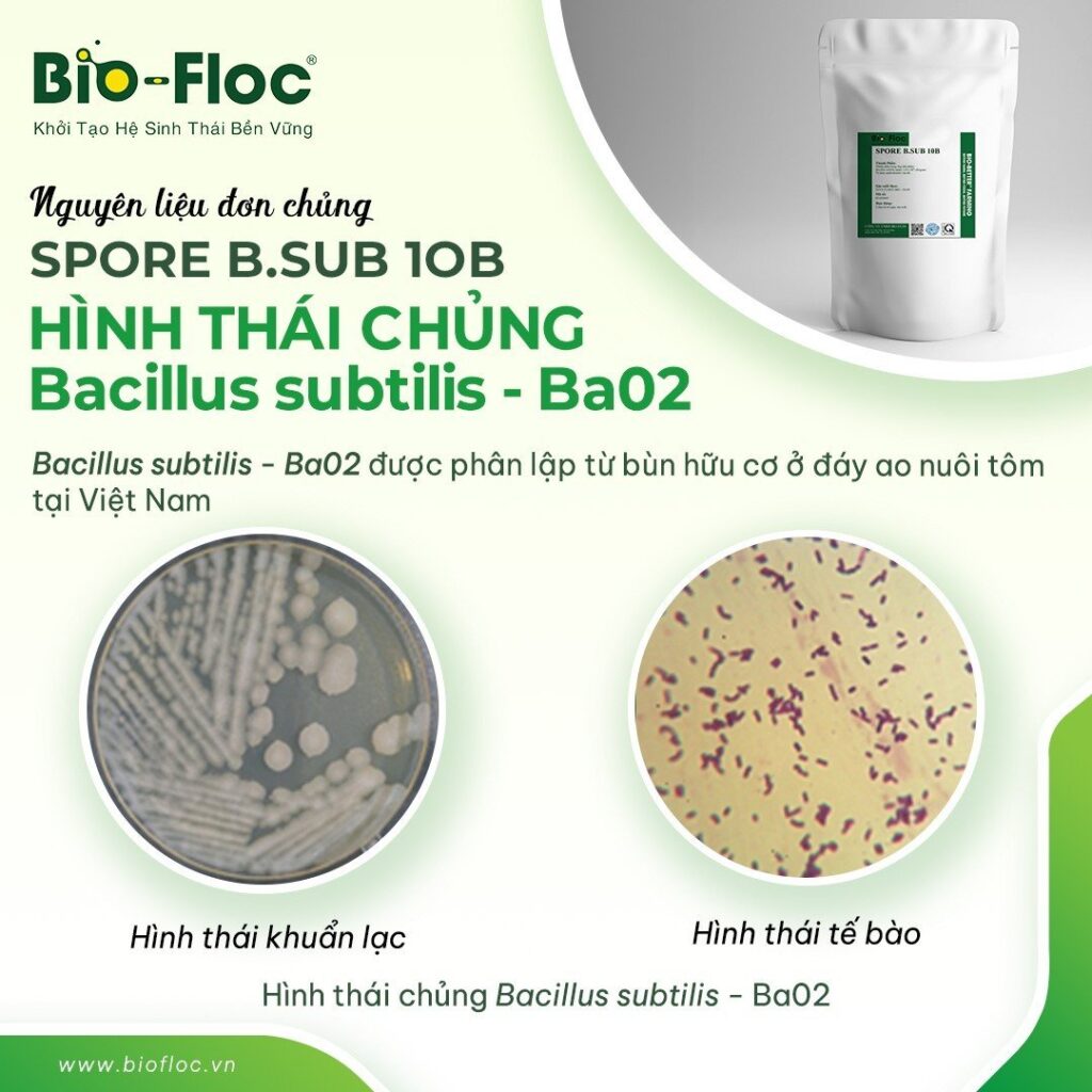 SPORE B.SUB 10B