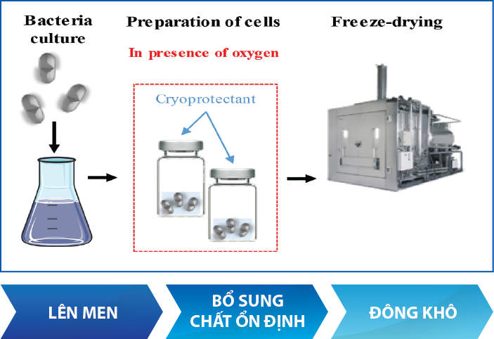sản xuất vi sinh nguyên liệu đơn chủng