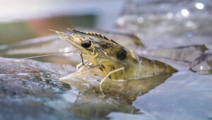 vi sinh được phân lập từ các vùng nuôi tôm