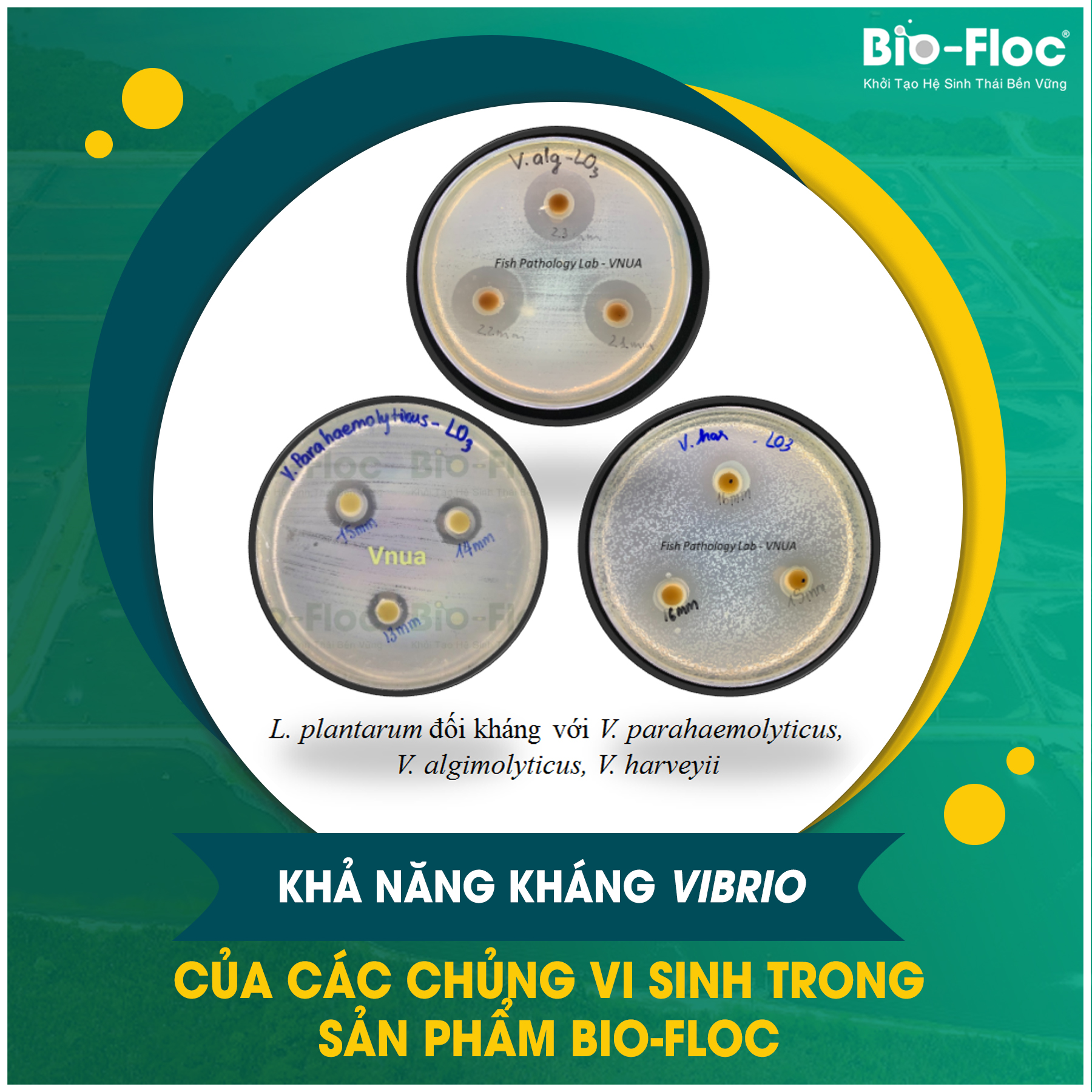 Nguyên liệu vi sinh Bacillus subtilis