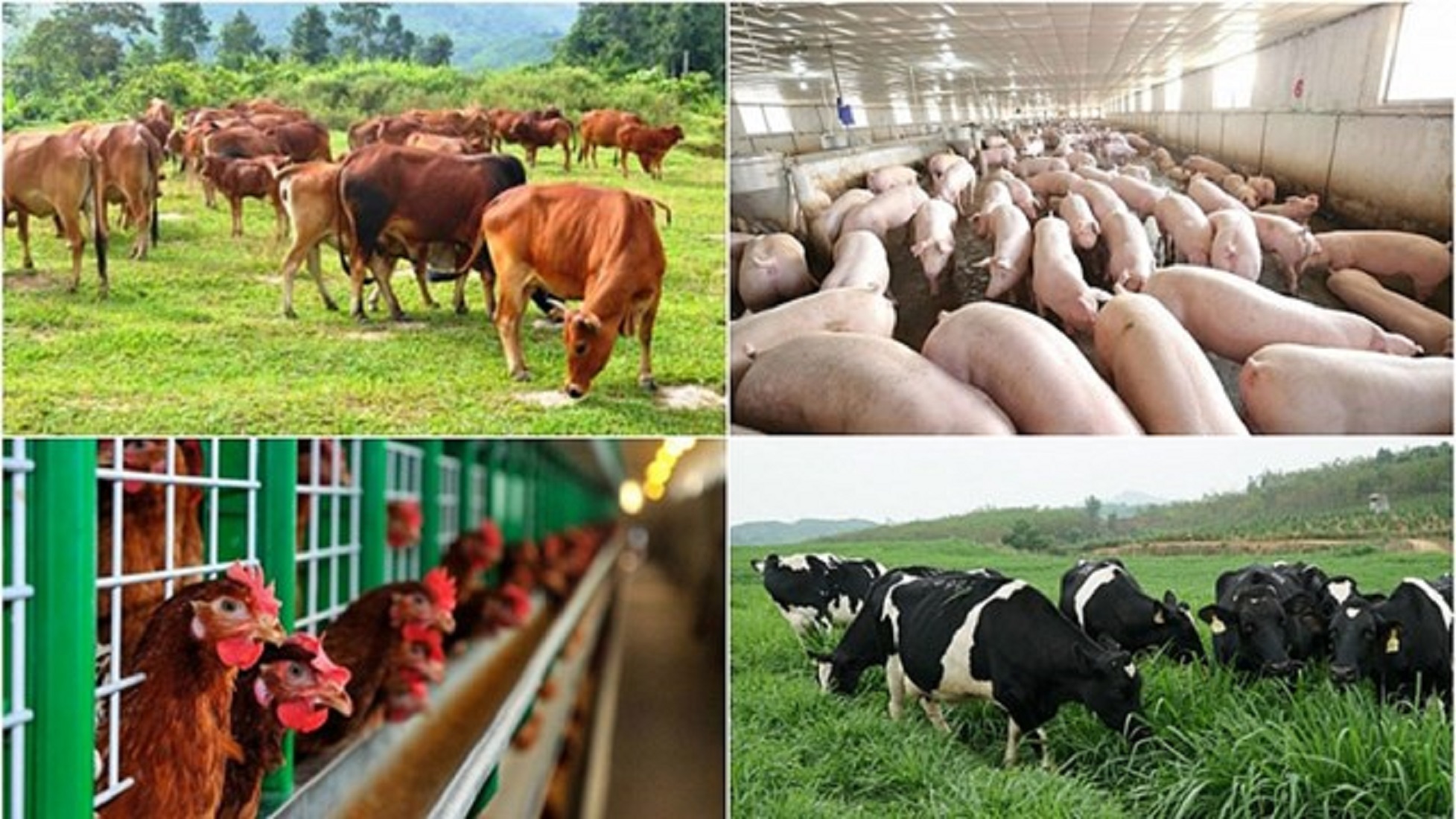 nguyên liệu vi sinh ngành chăn nuôi, vi sinh nguyên liệu, nguyên liệu vi sinh, Bio-Floc