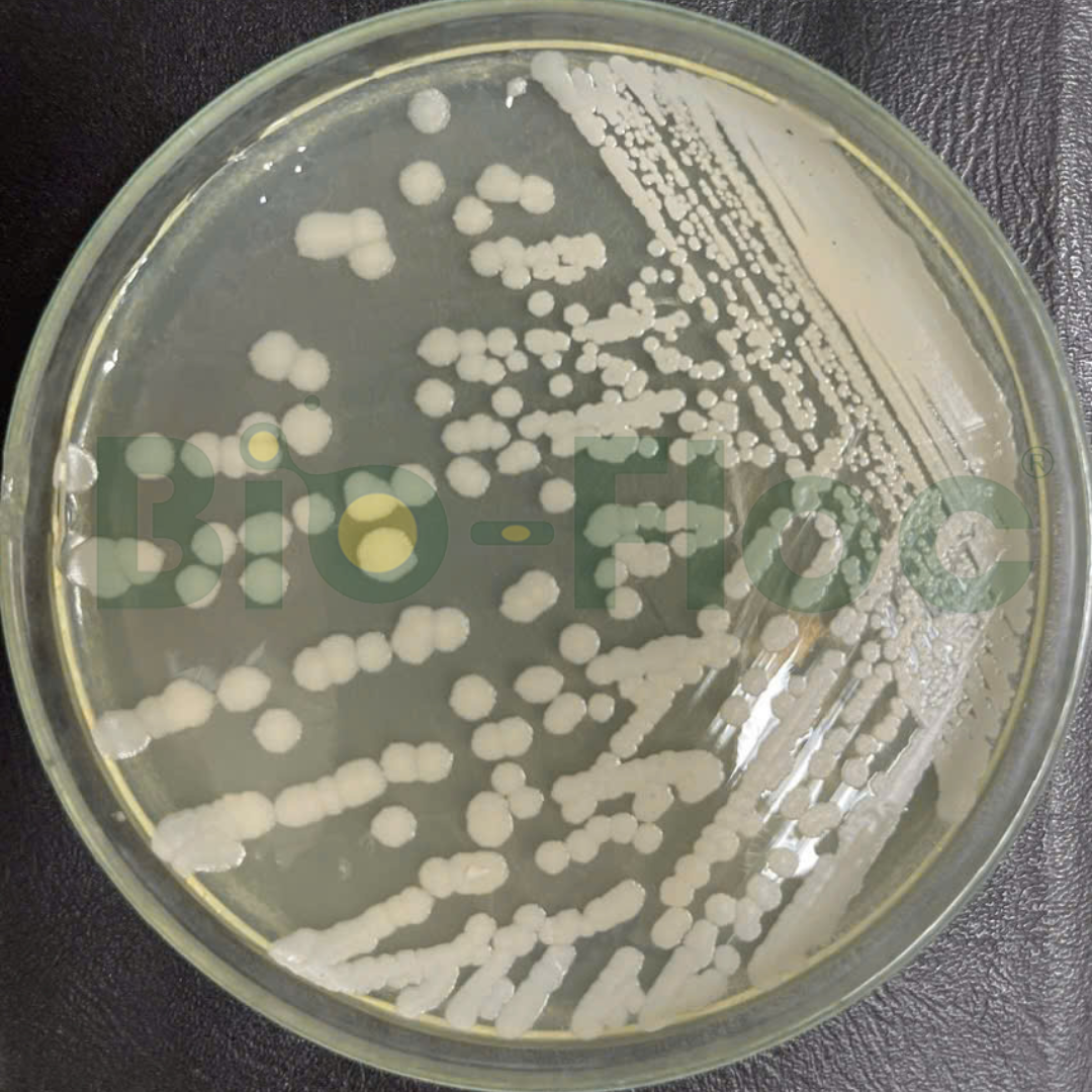Bacillus subtilis