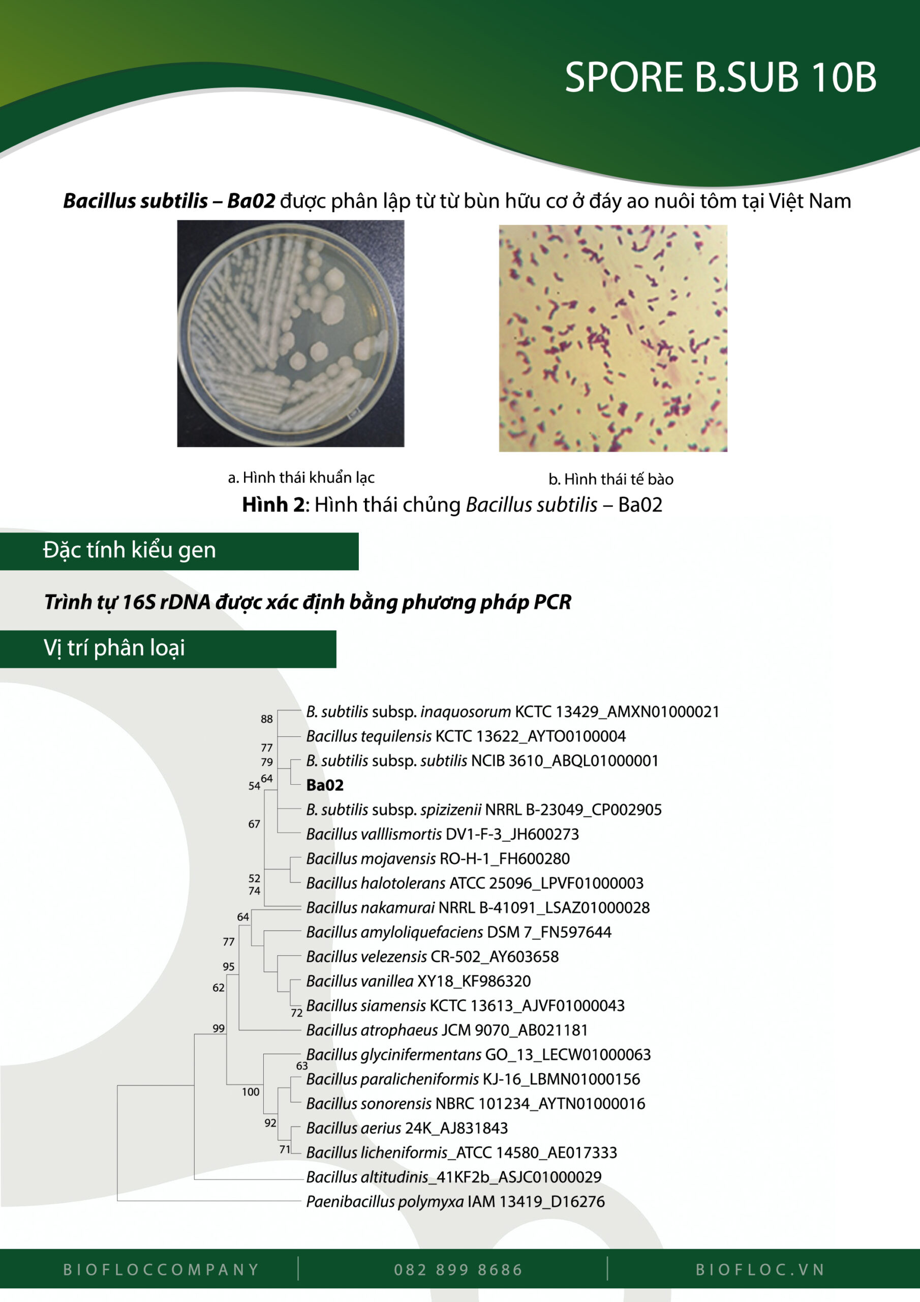 Nguyên liệu vi sinh Bacillus subtilis