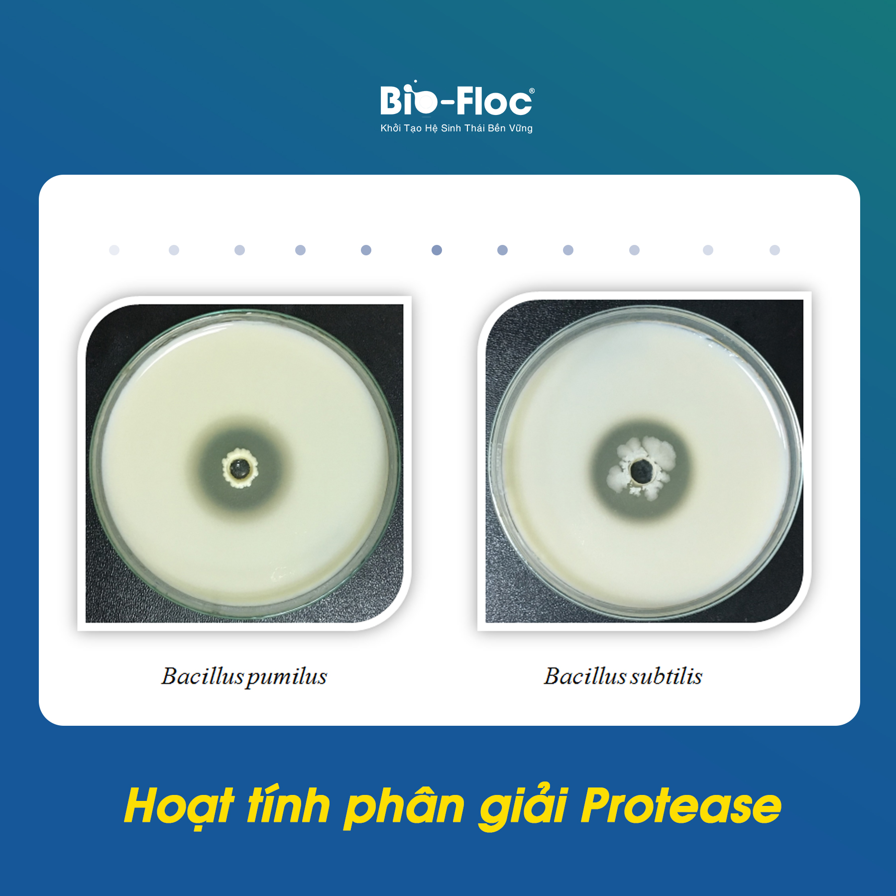 nguyên liệu vi sinh Lactobacillus