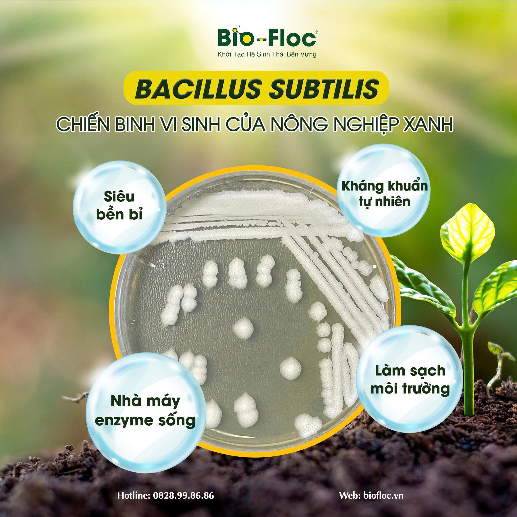 nguyên liệu vi sinh Bacillus subtilis