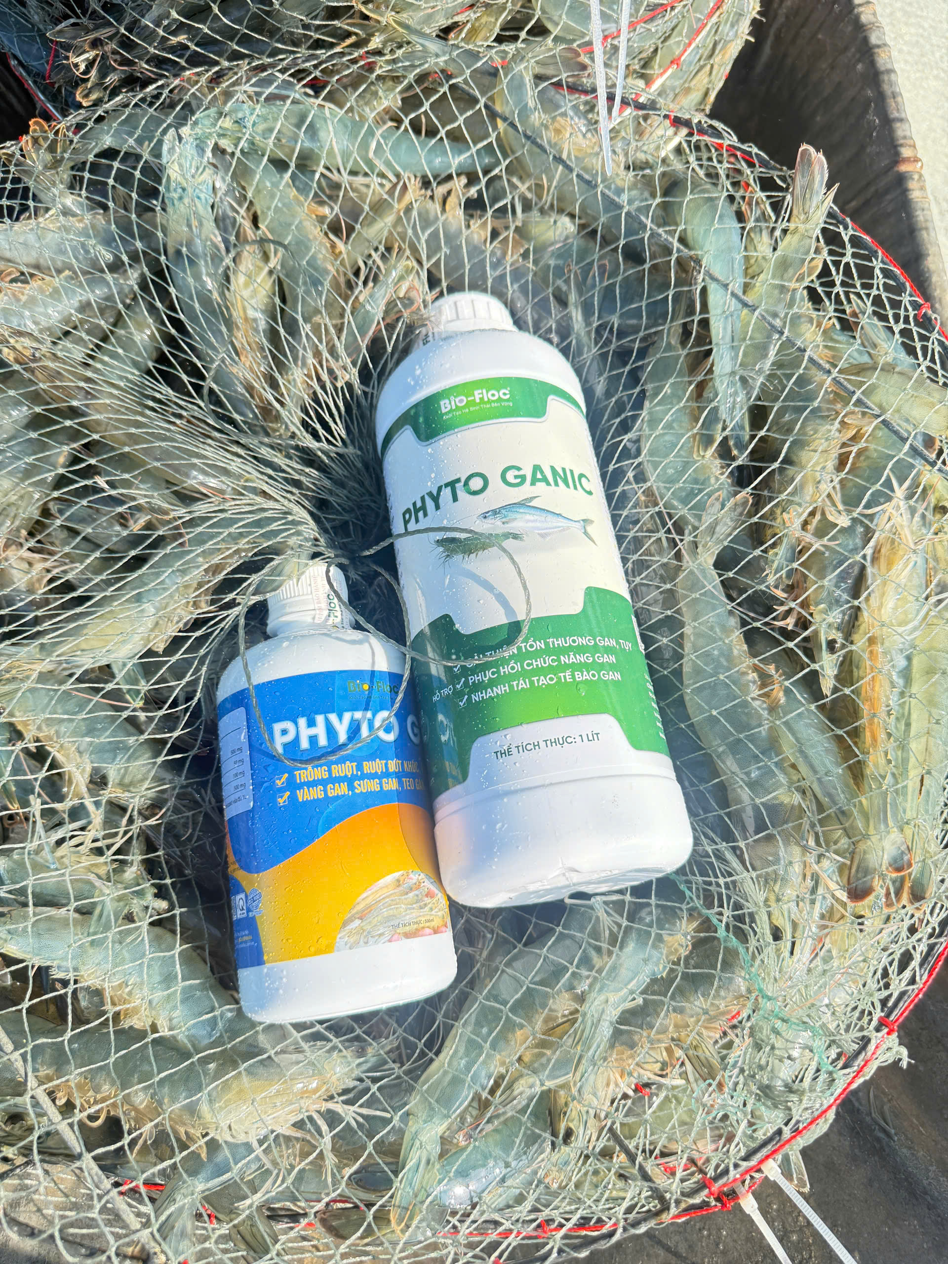 xử lý phân trắng ở tôm