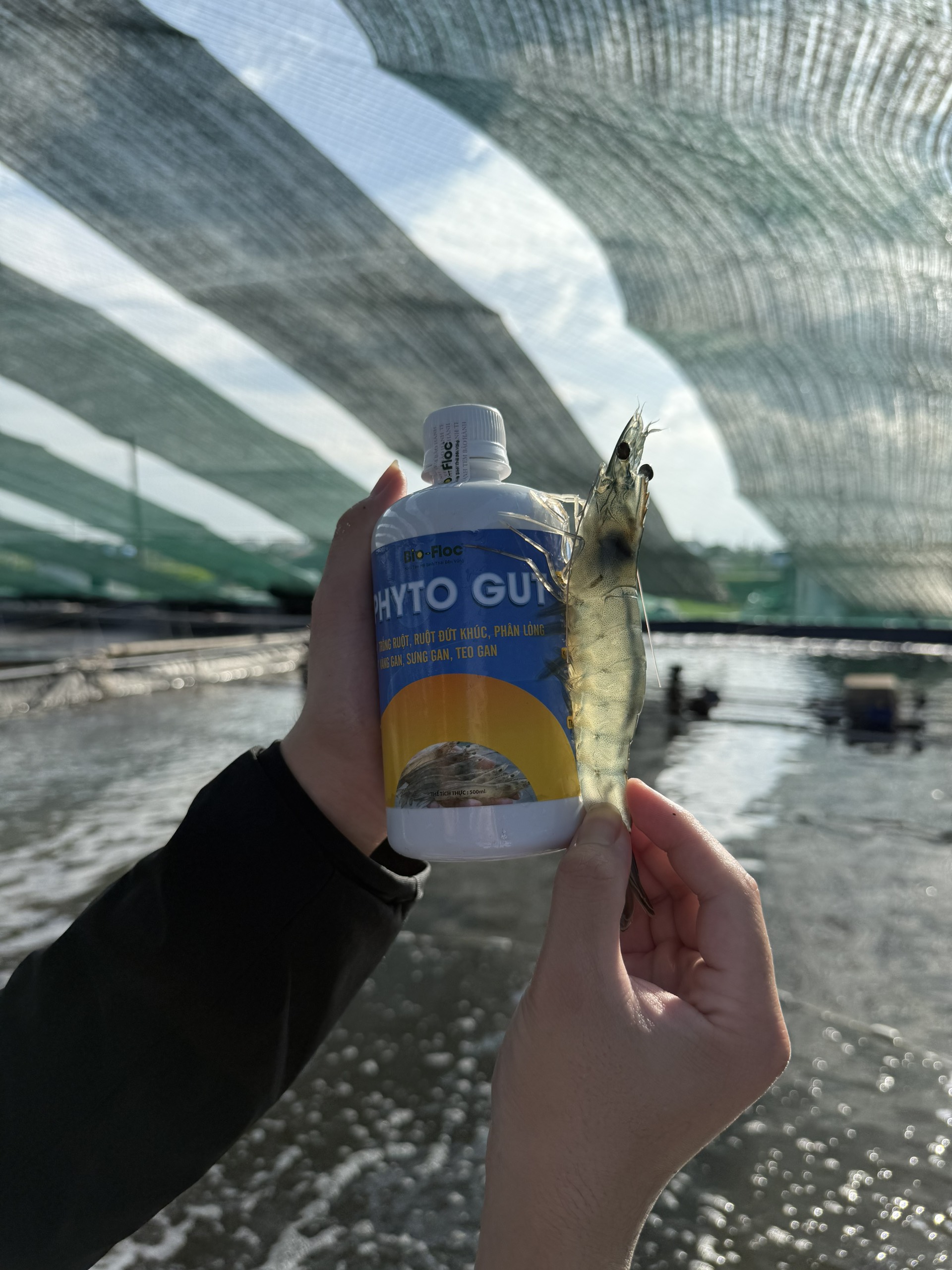 xử lý phân trắng ở tôm