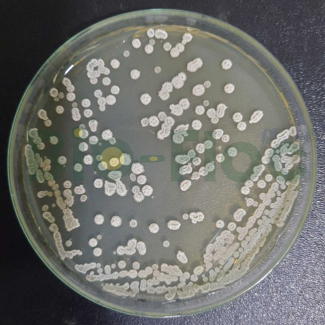 Vi khuẩn Bacillus