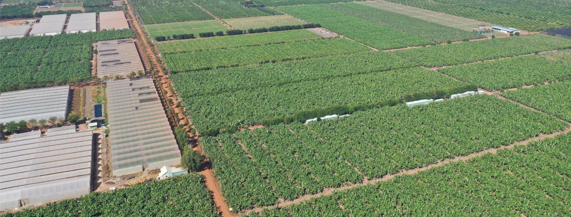 vi sinh cây trồng