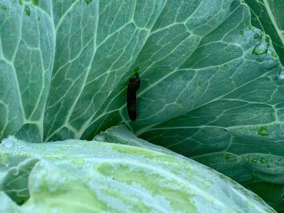 vi sinh trừ sâu sinh học