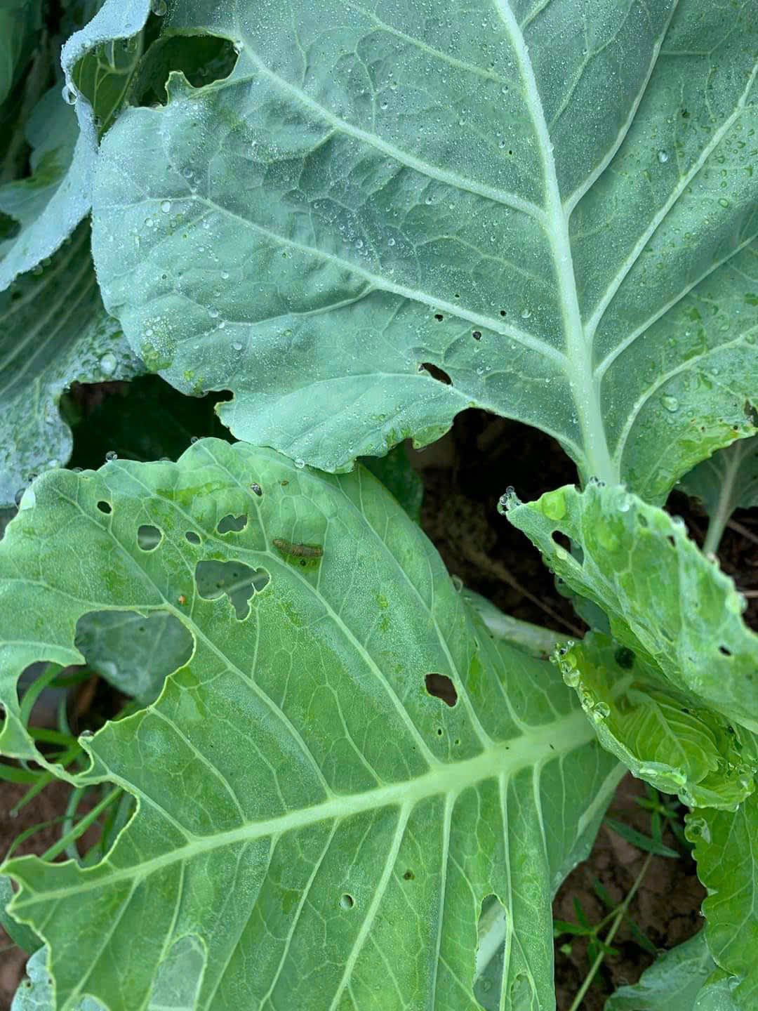 vi sinh trừ sâu sinh học