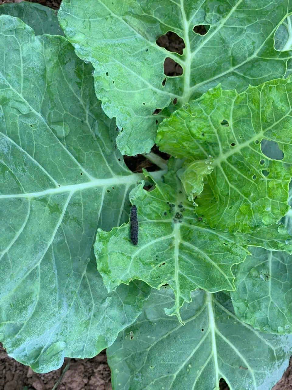 vi sinh trừ sâu sinh học