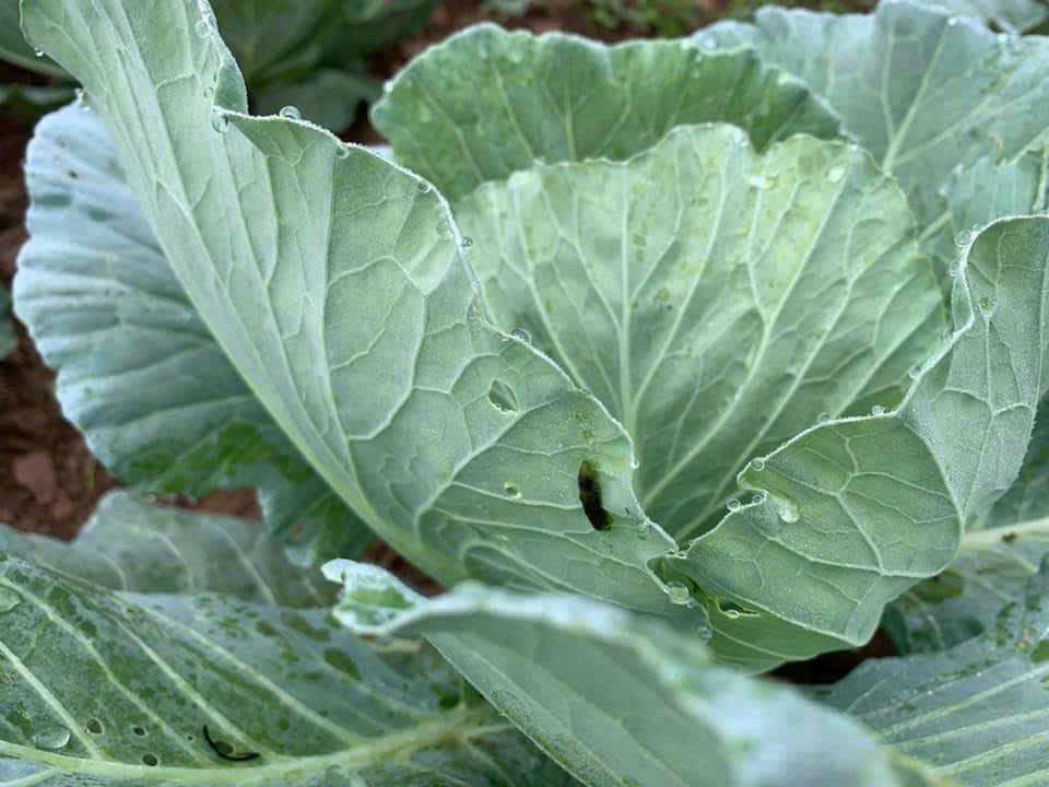 vi sinh trừ sâu sinh học