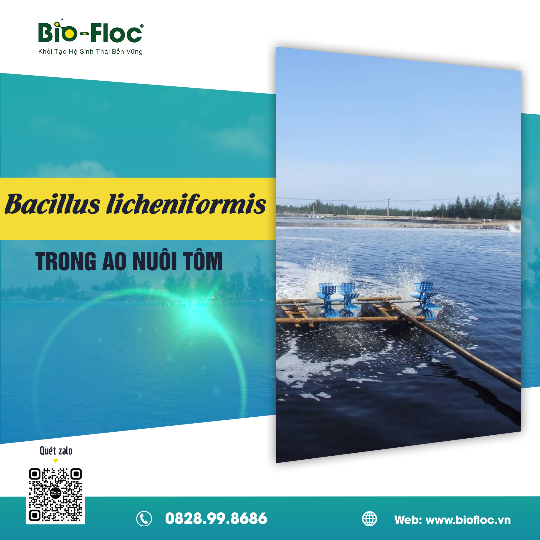 Ứng dụng Bacillus licheniformis trong nuôi trồng thủy sản