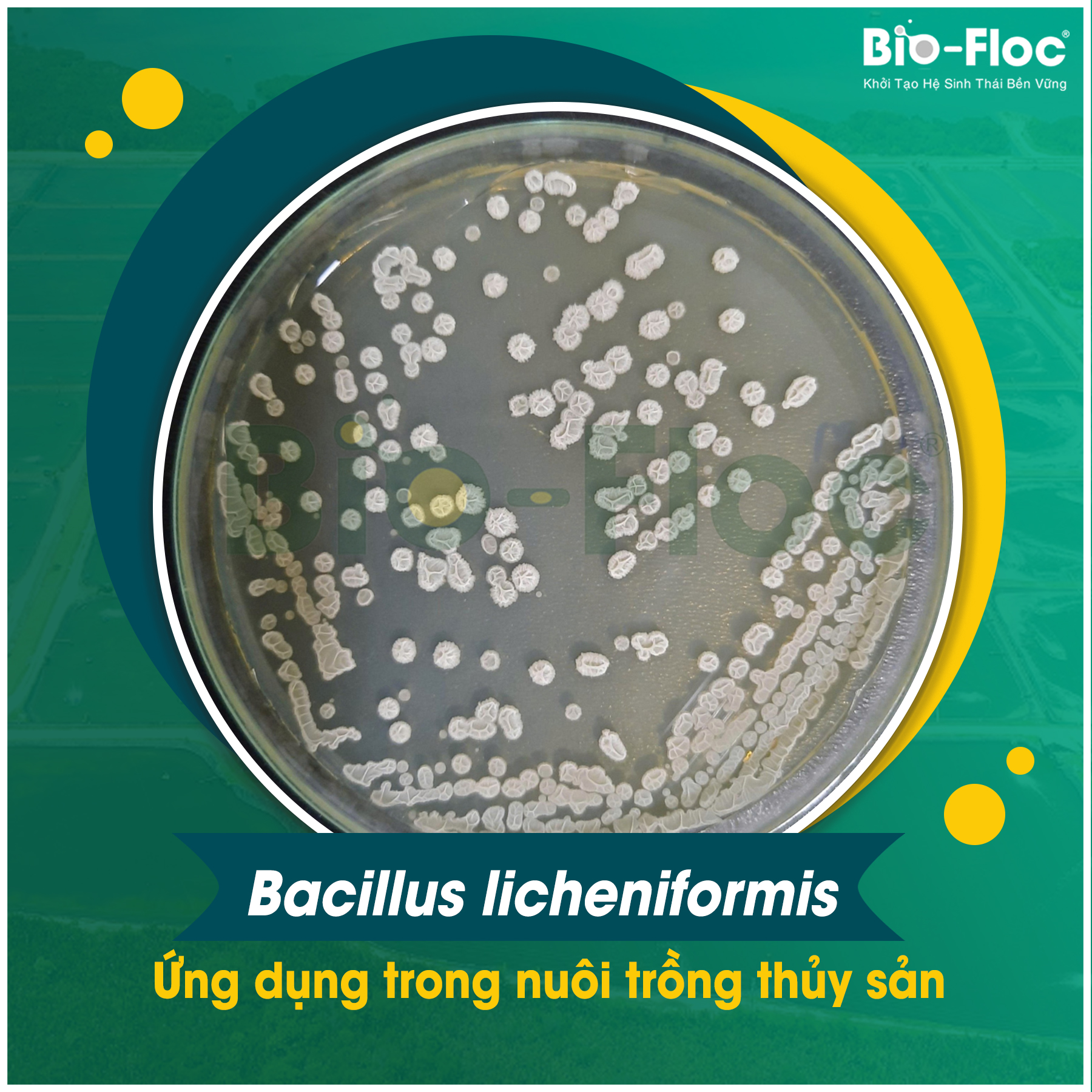 Bacillus licheniformis