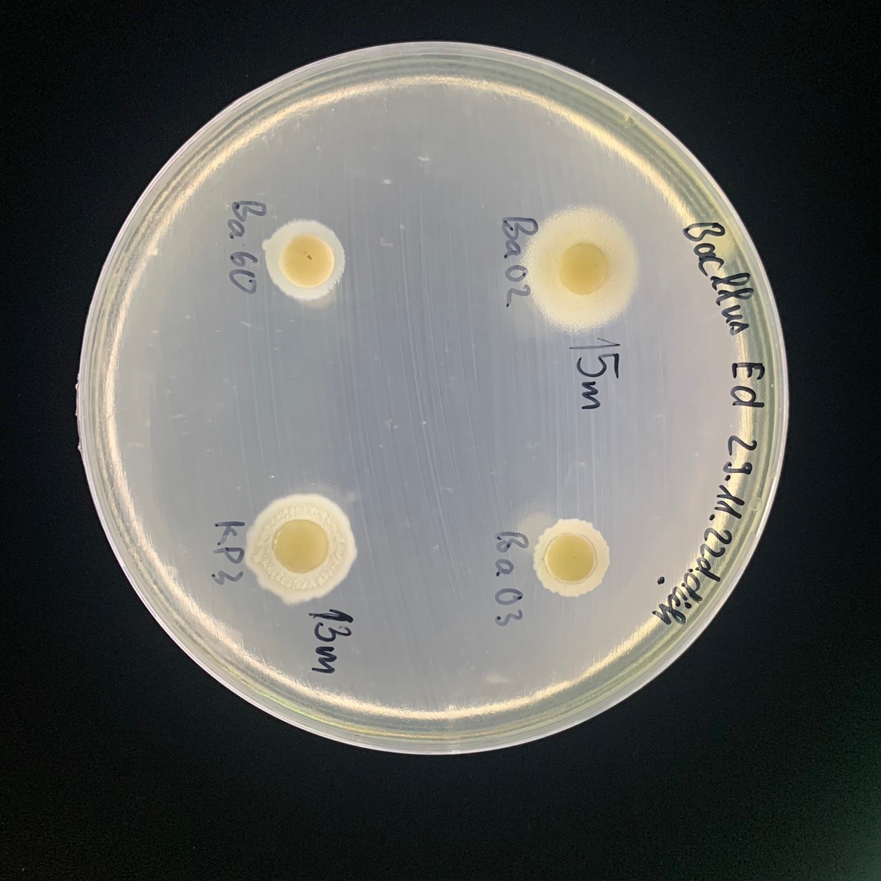 Bacillus licheniformis
