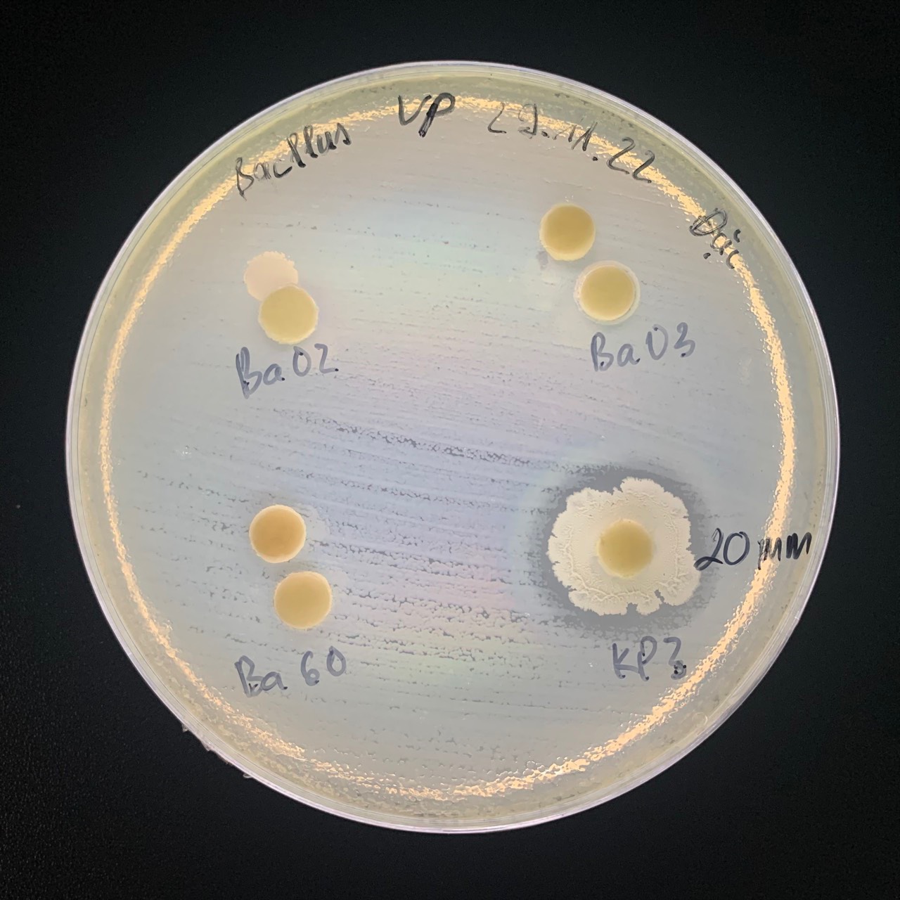 Bacillus amyloliquefaciens
