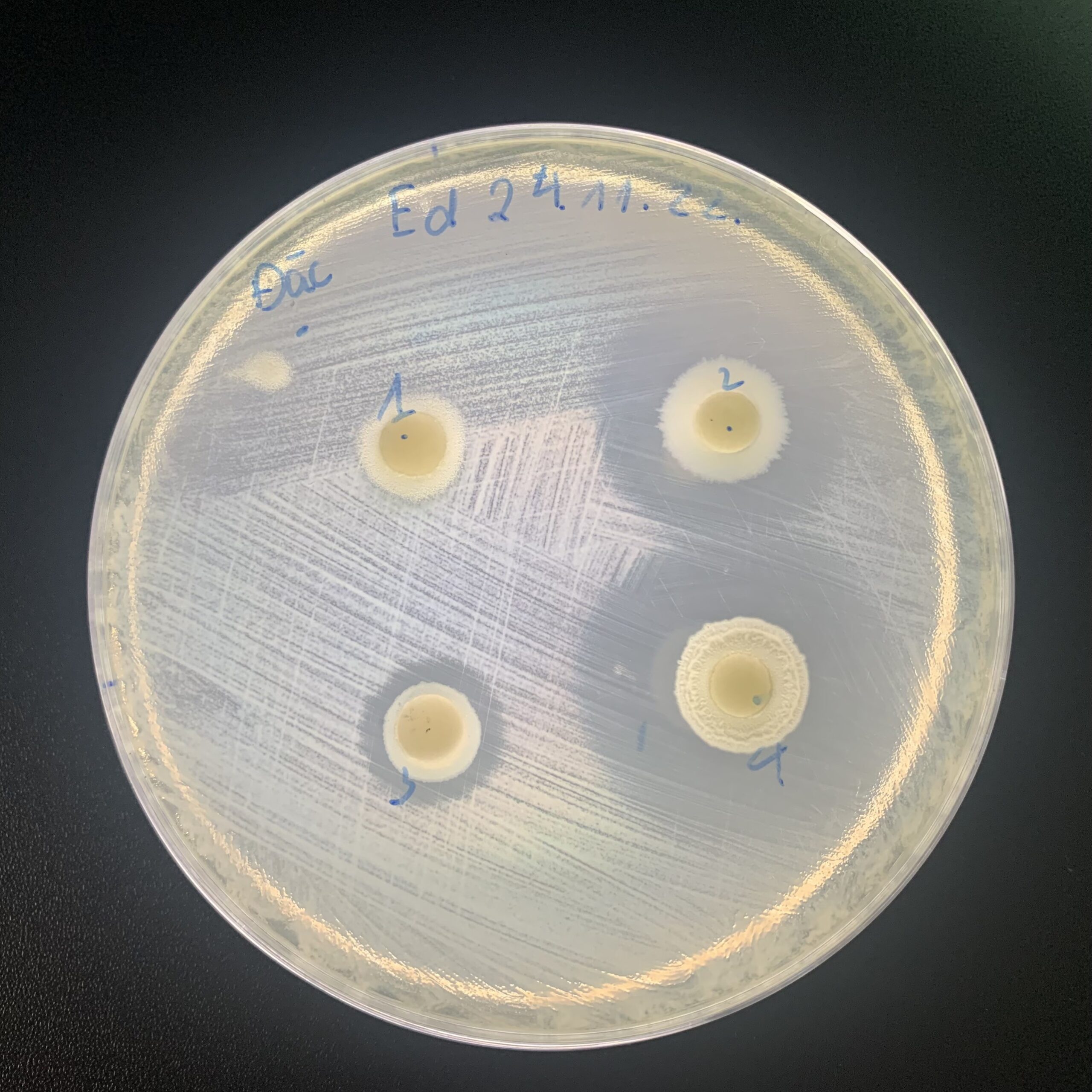 Saccharomyces cerevisiae
