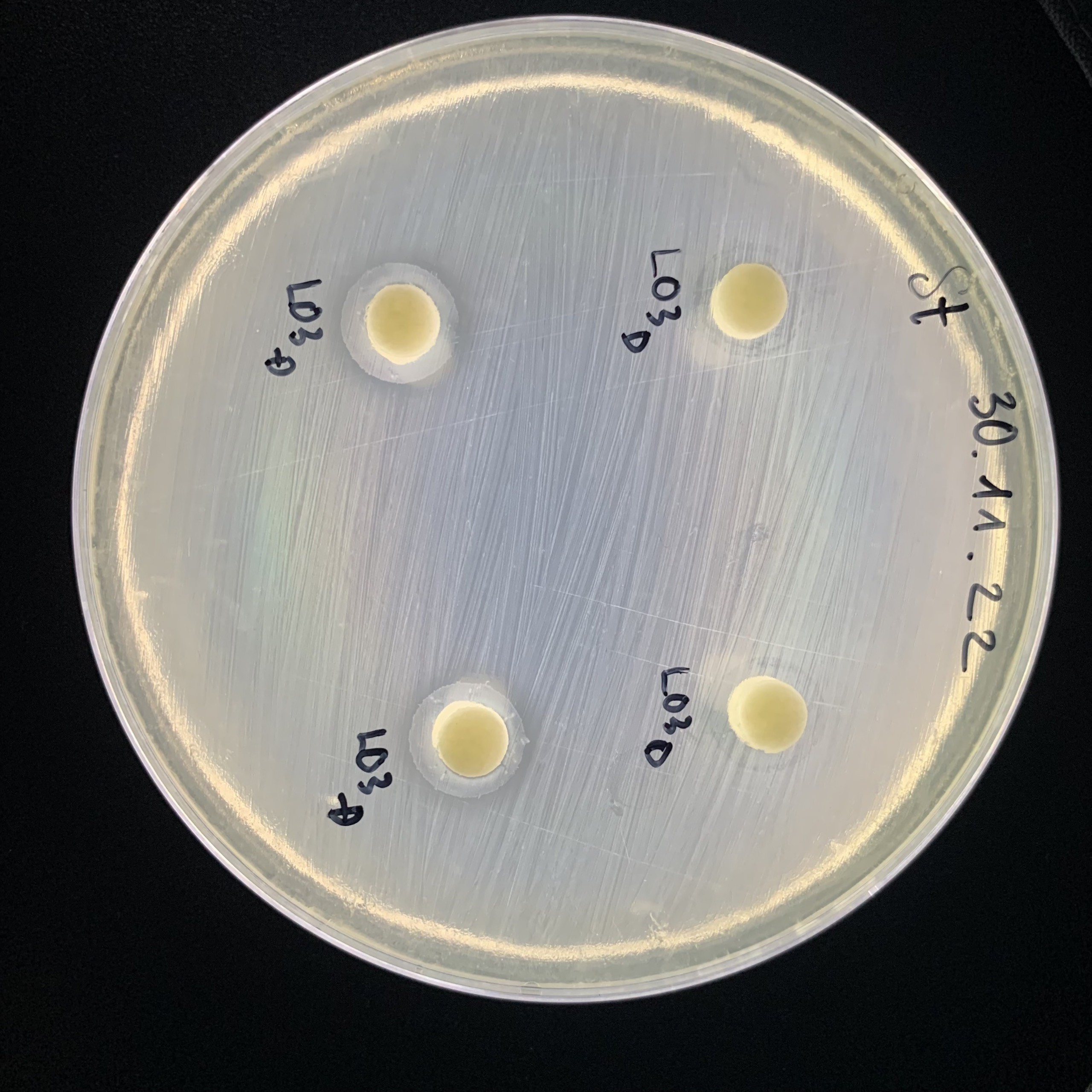 Lactobacillus plantarum
