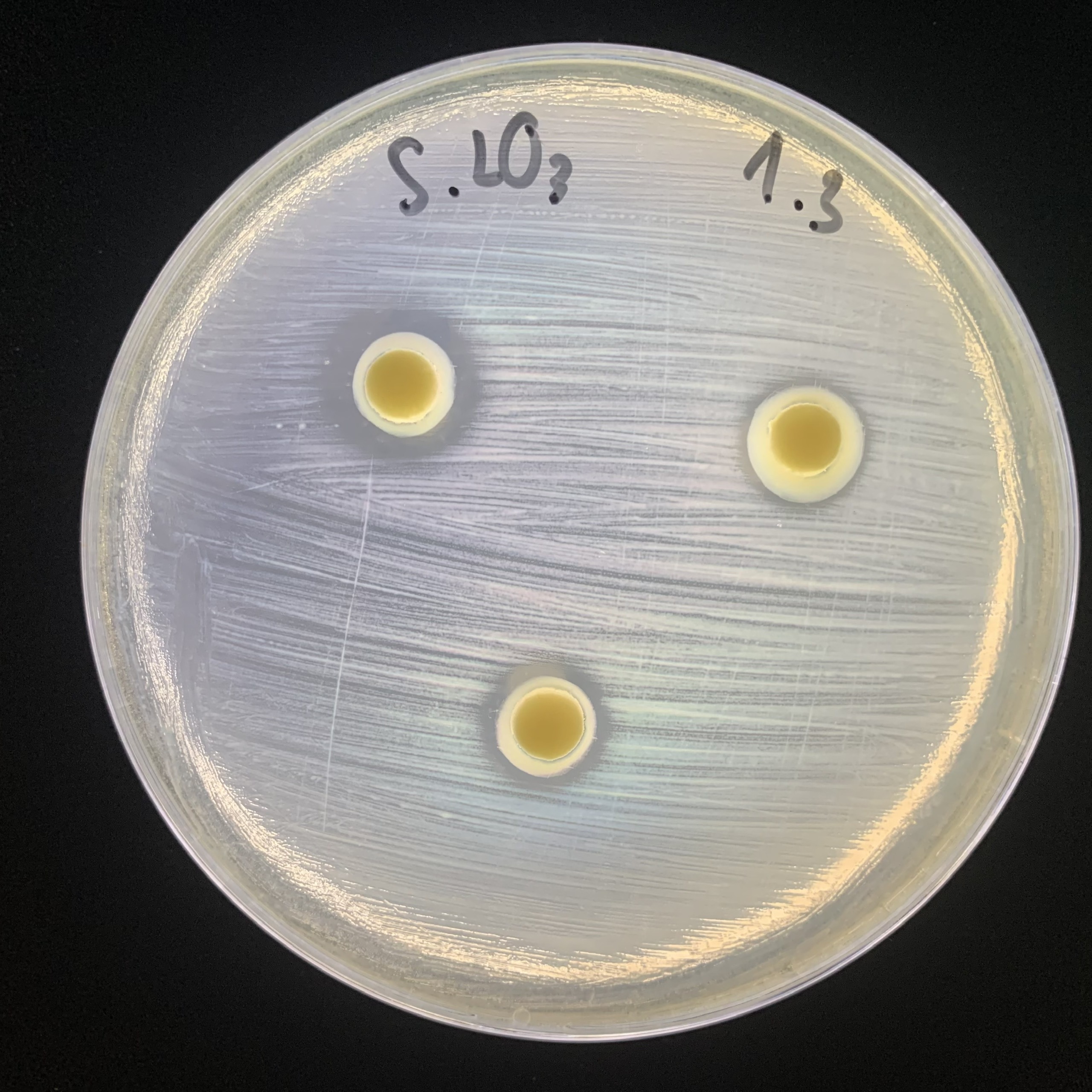 Lactobacillus acidophilus
