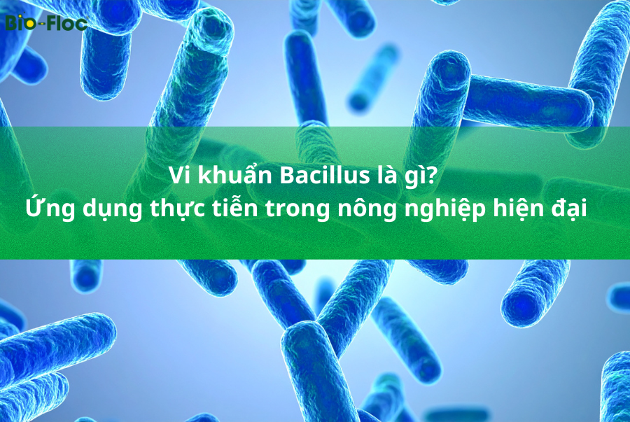 chủng Bacillus