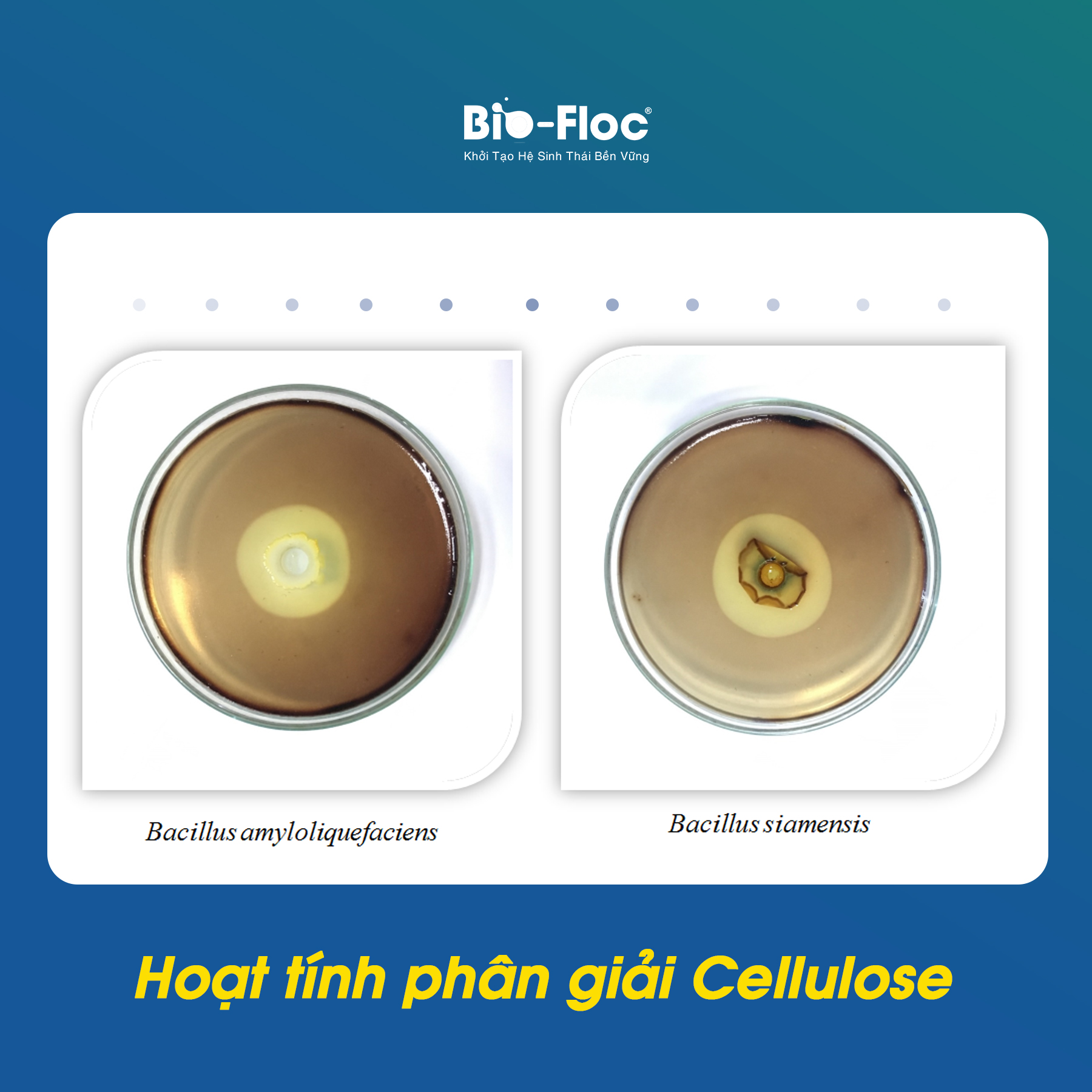 Vi sinh hoạt lực cao