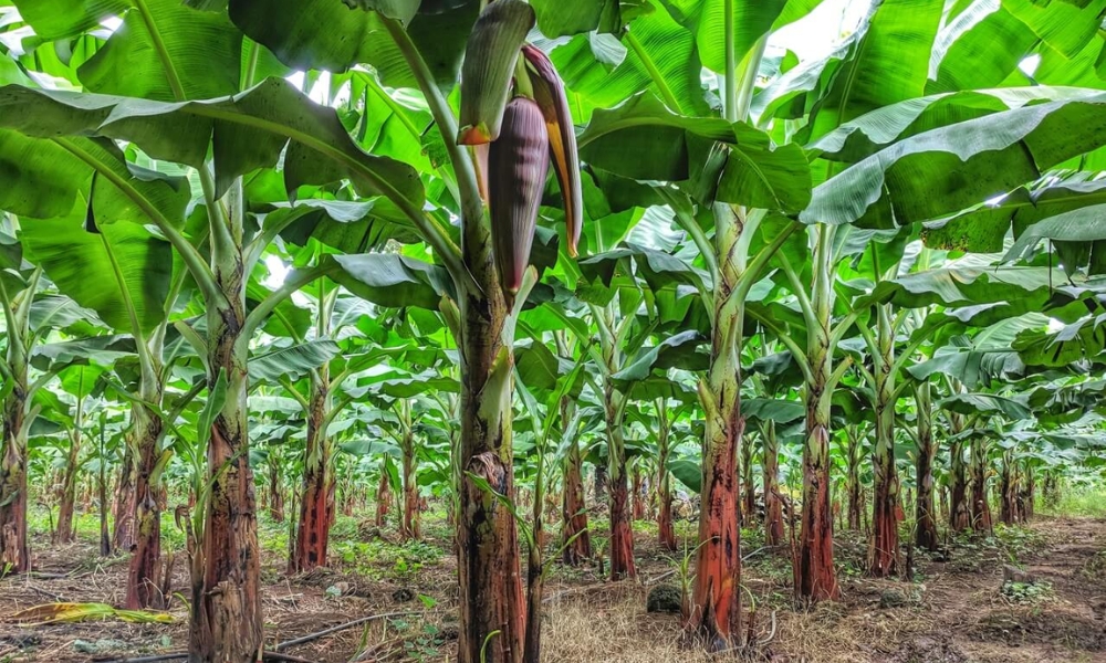 vi sinh nông nghiệp