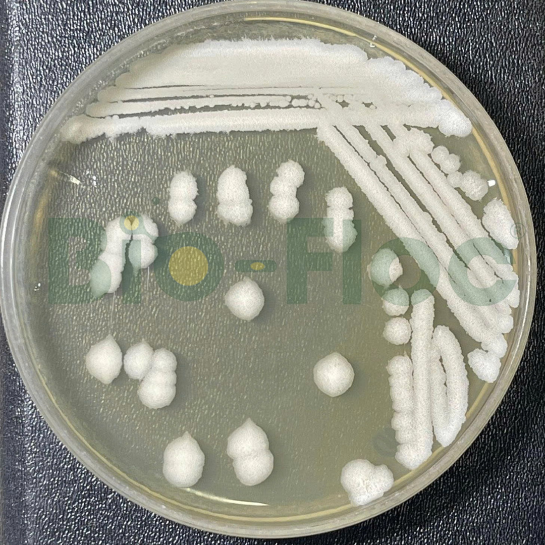 Bacillus amyloliquefaciens 