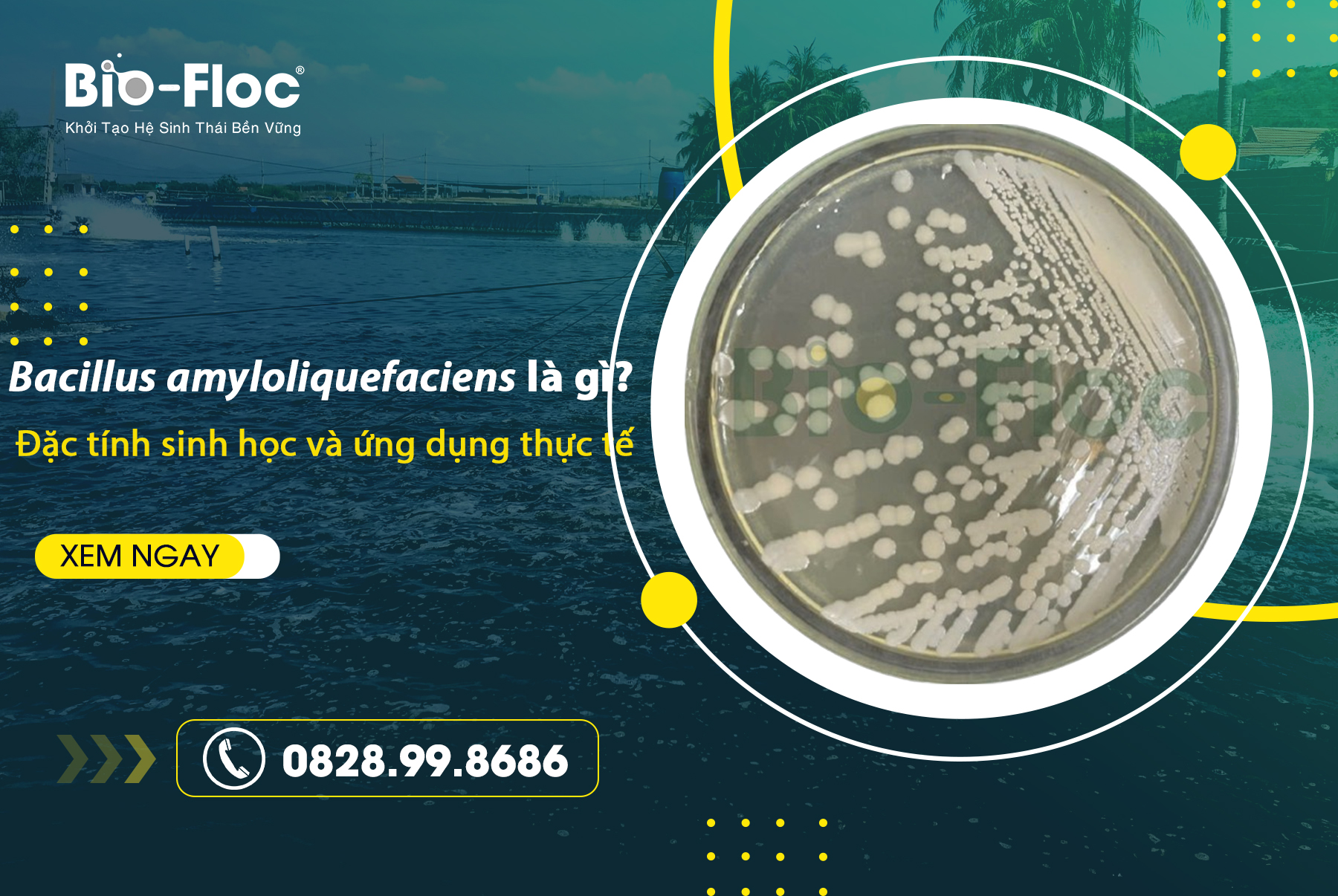 Bacillus amyloliquefaciens là gì?