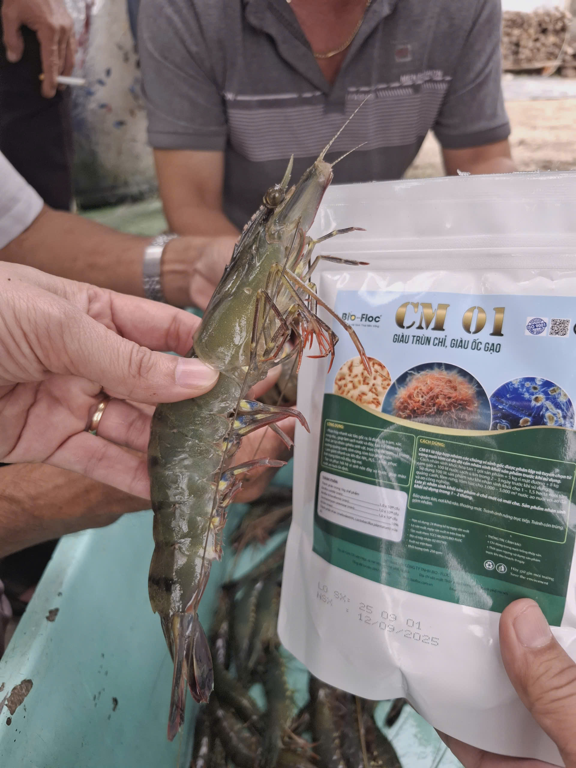 vi sinh bản địa