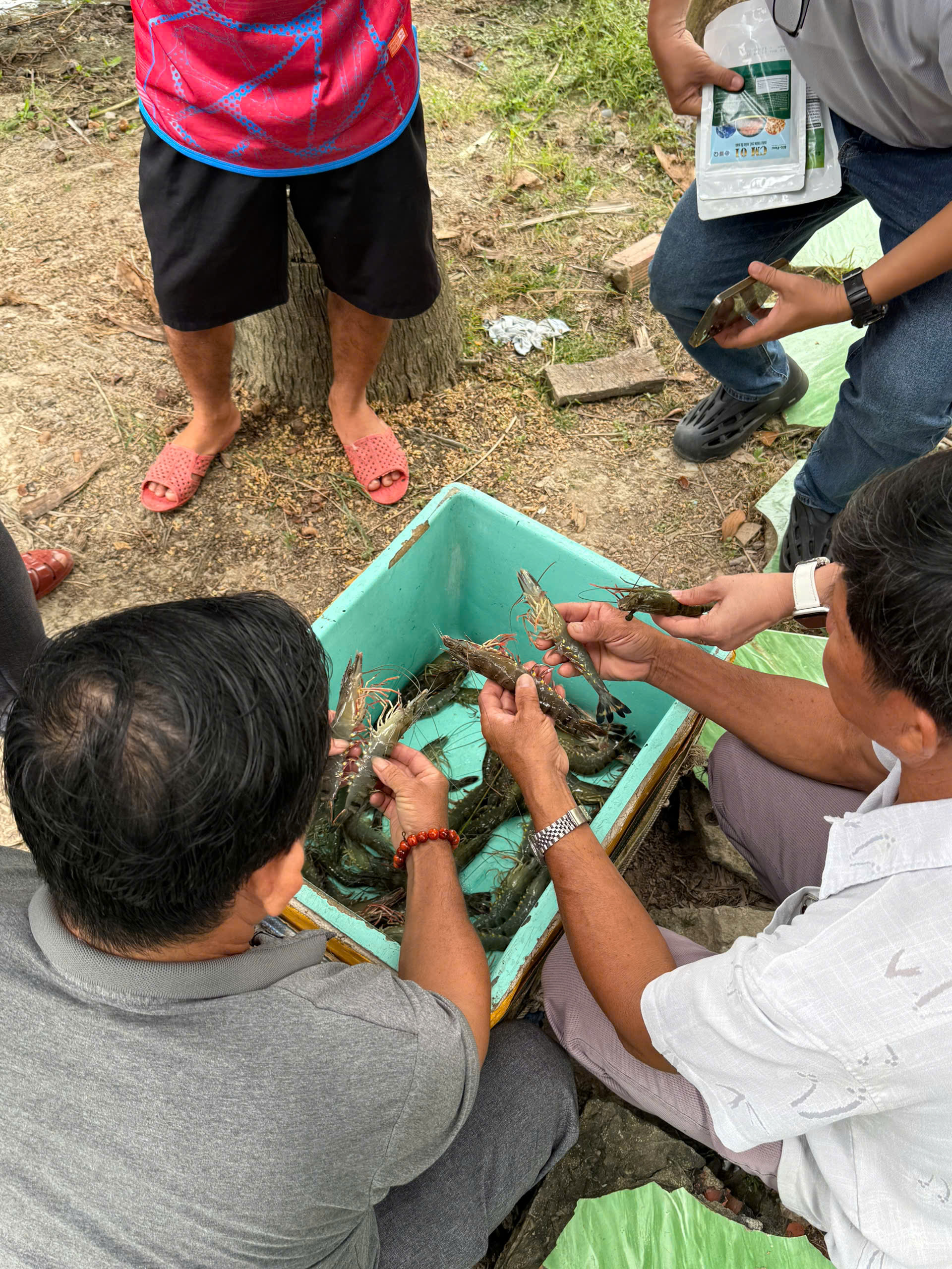 vi sinh bản địa