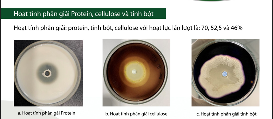 Bacillus amyloliquefaciens
