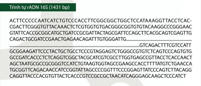 Bacillus amyloliquefaciens