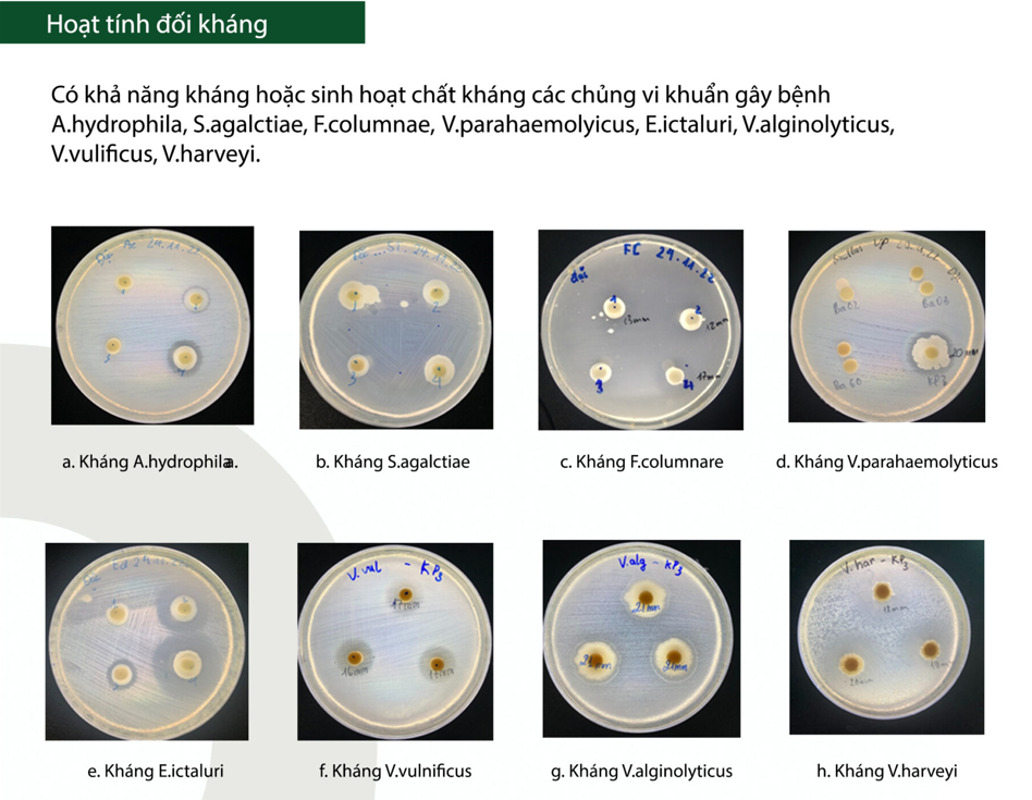 Bacillus amyloliquefaciens