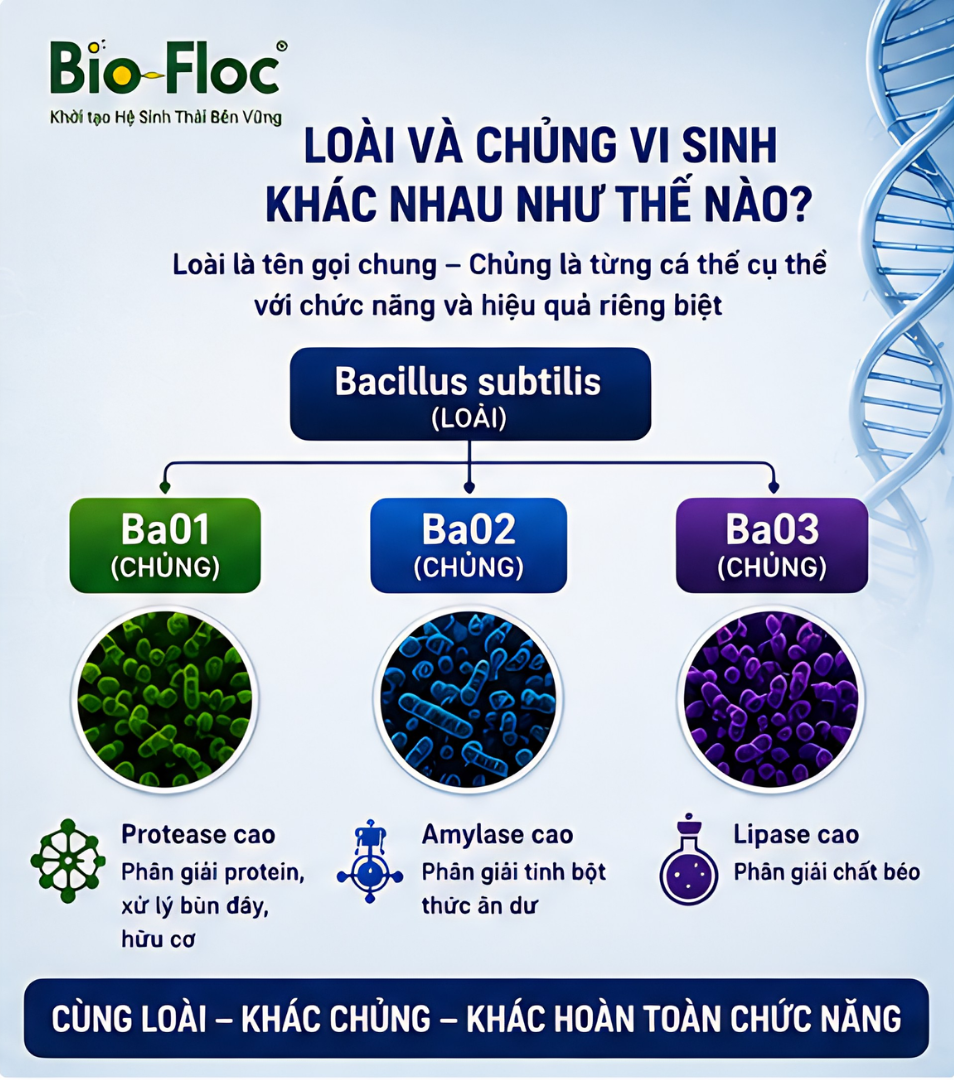 bacillus subtilis có tác dụng gì nguyên liệu vi sinh vi sinh xử lý môi trường ao nuôi CFU vi sinh là gì
