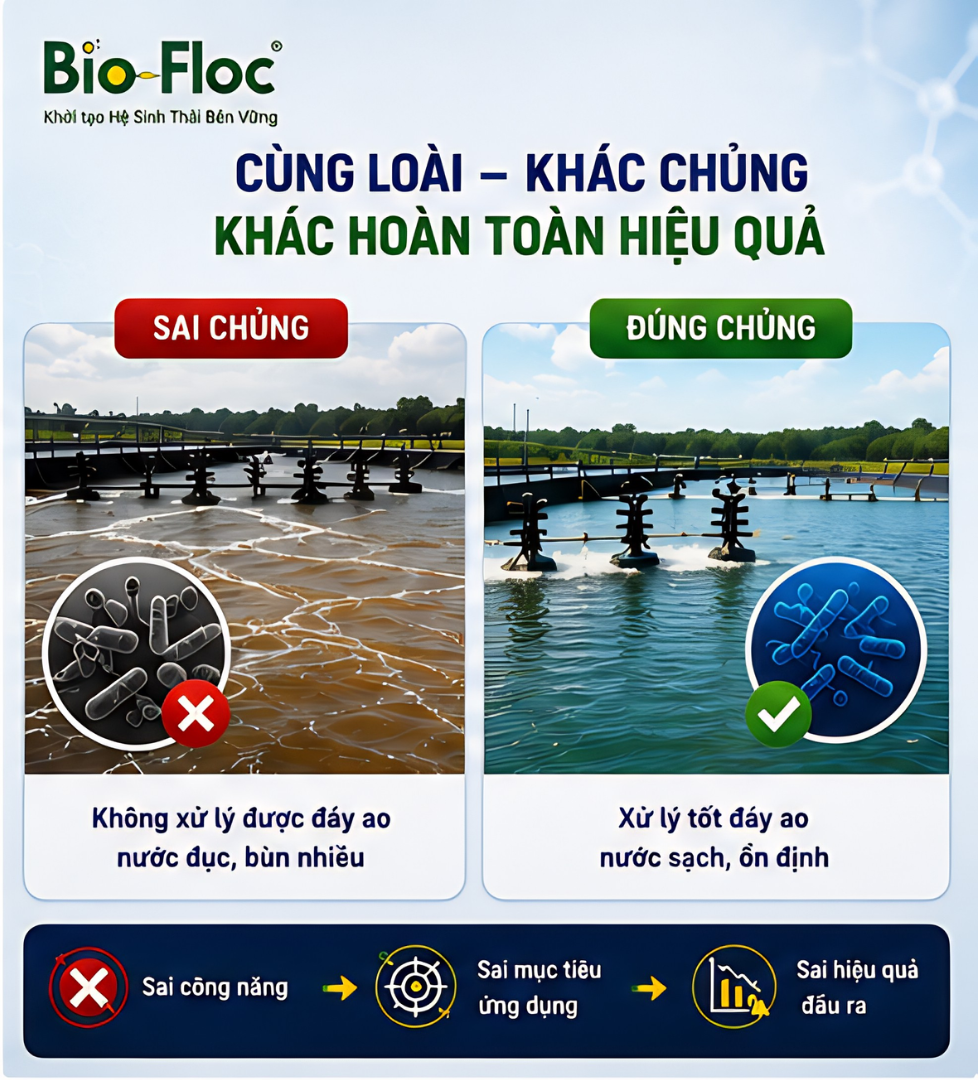bacillus subtilis có tác dụng gì nguyên liệu vi sinh vi sinh xử lý môi trường ao nuôi CFU vi sinh là gì