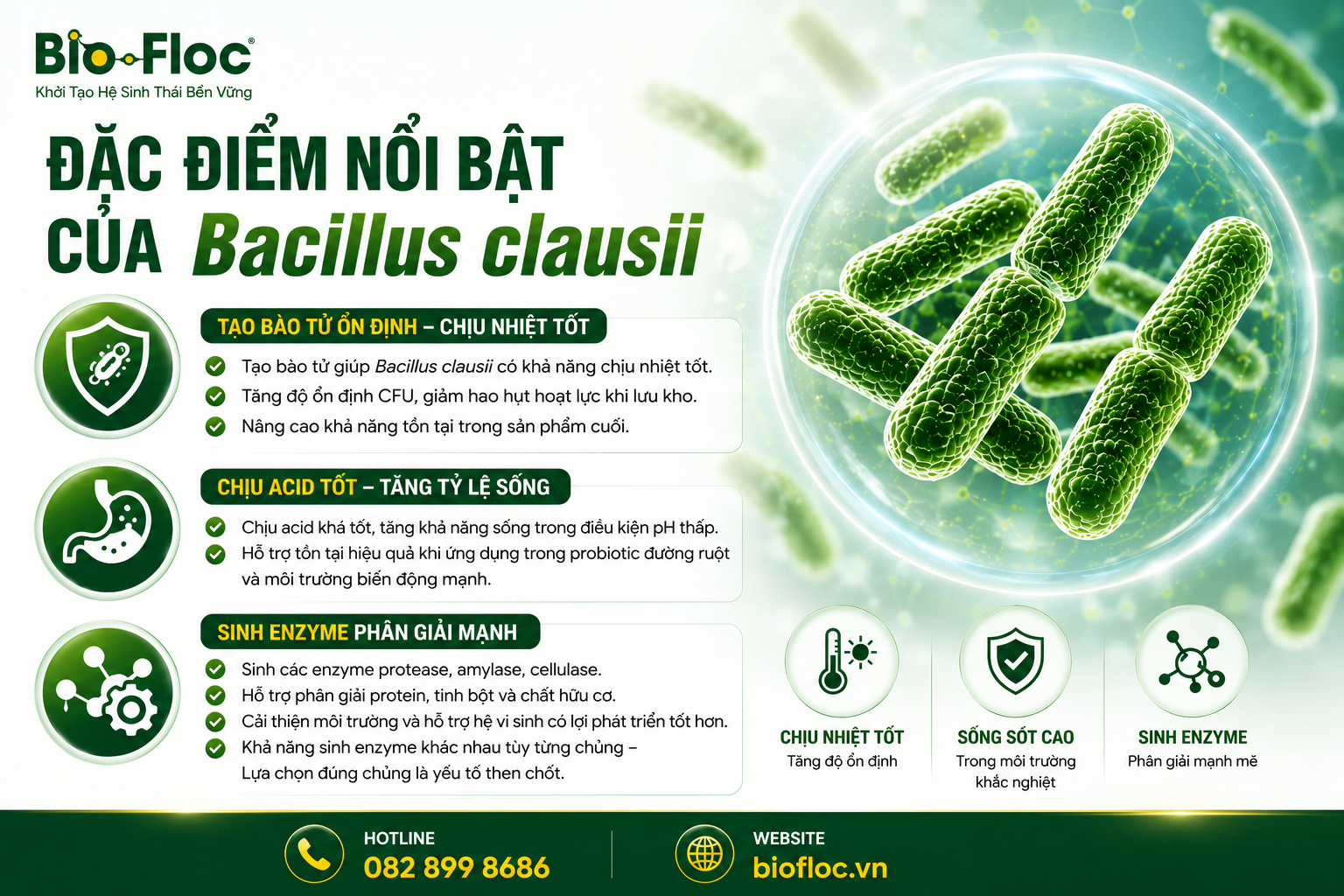 Bacillus clausii 