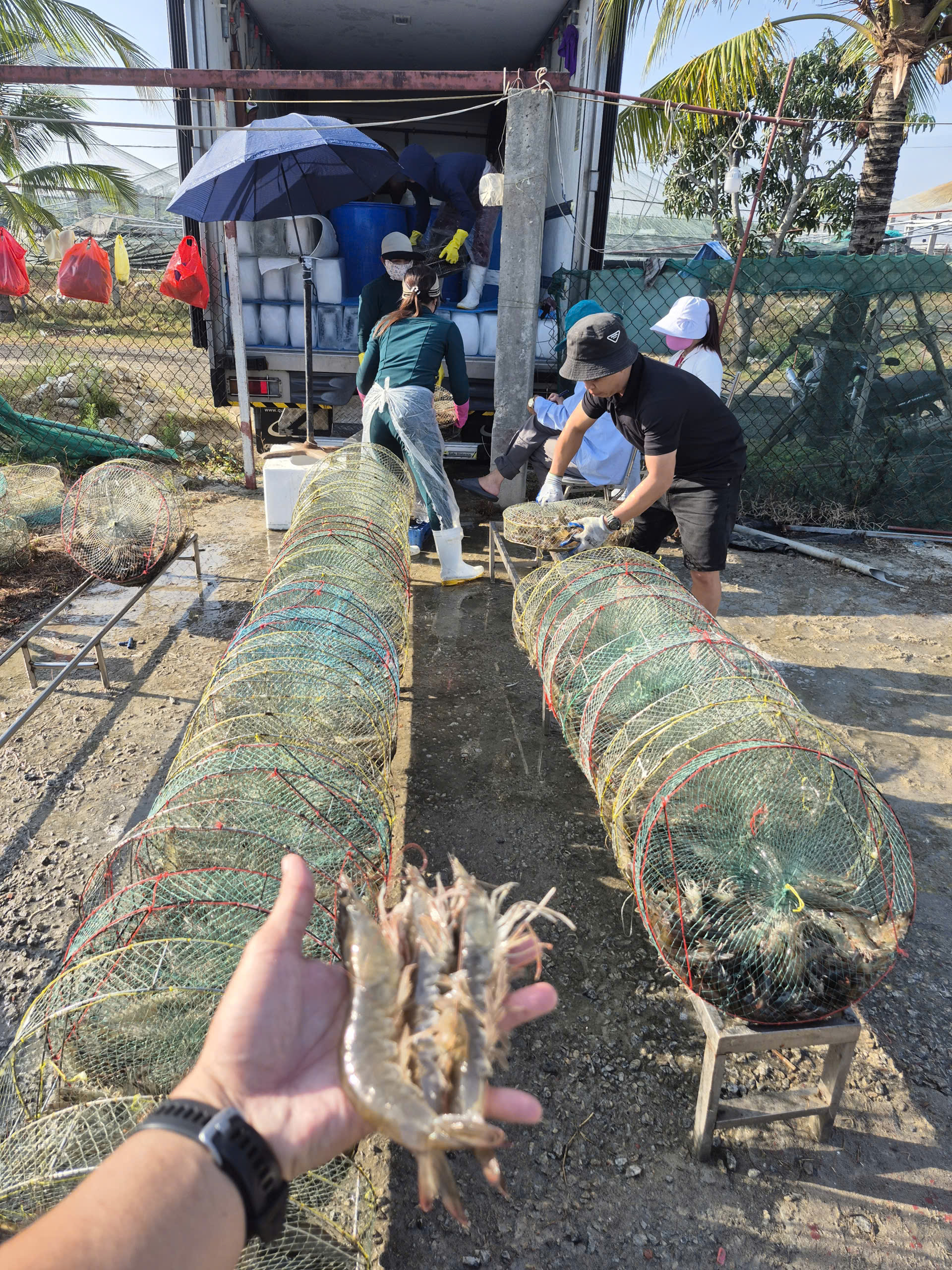 bio-floc, chế phẩm vi sinh, chế phẩm sinh học, vi sinh thuỷ sản, vi sinh nuôi tôm