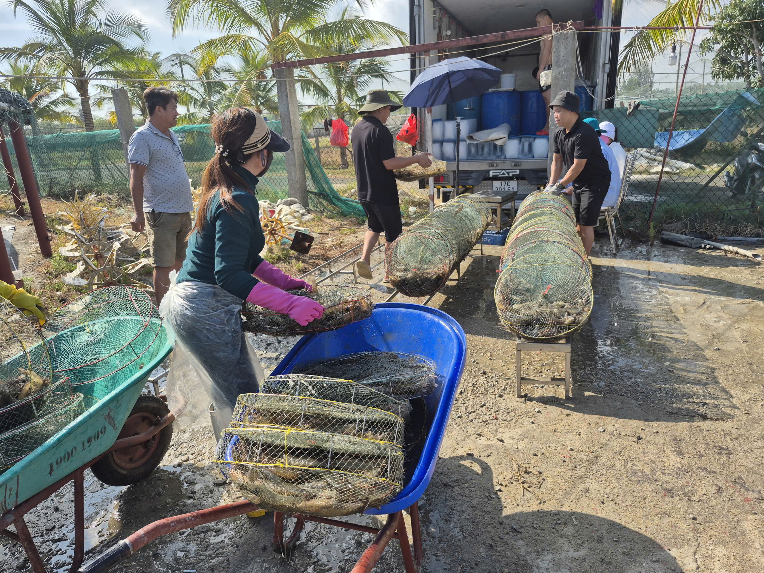 bio-floc, chế phẩm vi sinh, chế phẩm sinh học, vi sinh thuỷ sản, vi sinh nuôi tôm