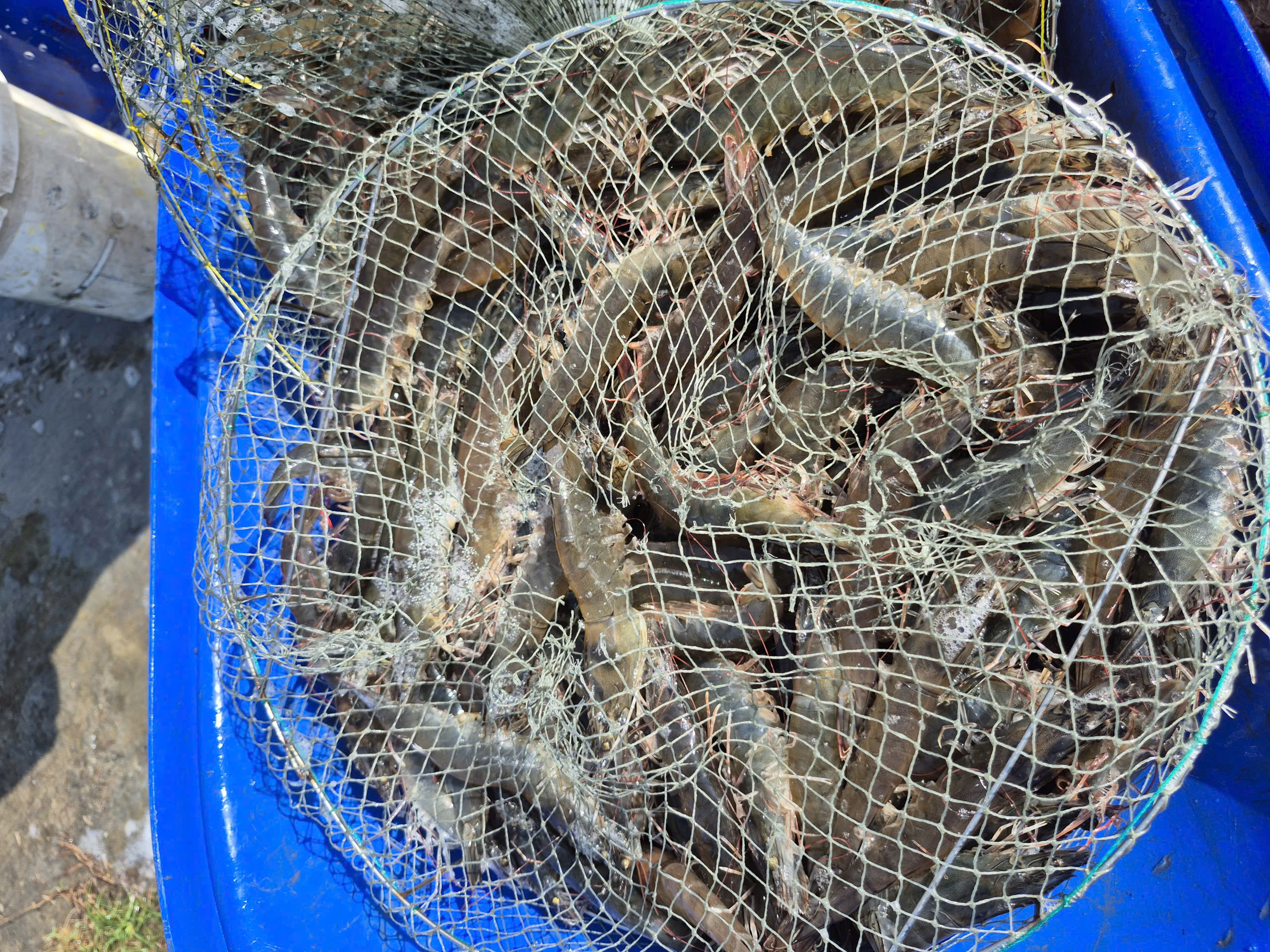 bio-floc, chế phẩm vi sinh, chế phẩm sinh học, vi sinh thuỷ sản, vi sinh nuôi tôm