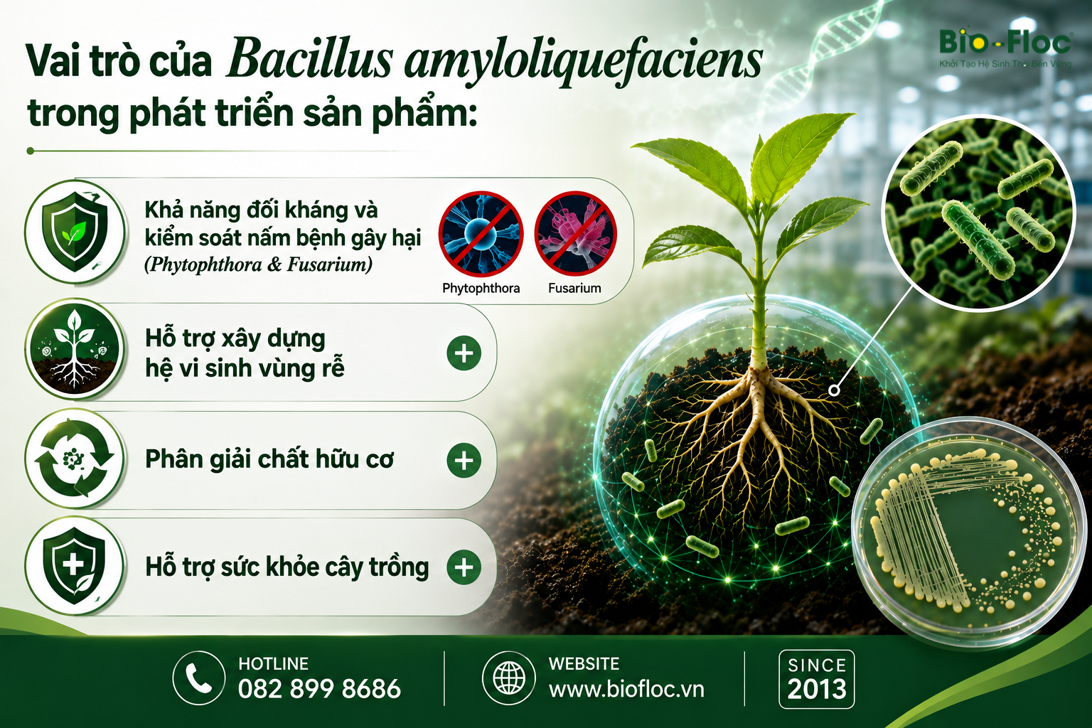 Bacillus amyloliquefaciens Chủng Bacillus amyloliquefaciens Nguyên liệu vi sinh cho cây trồng Chủng vi sinh cho phân bón sinh học R&D chế phẩm sinh học OEM chế phẩm sinh học Bacillus amyloliquefaciens KP3