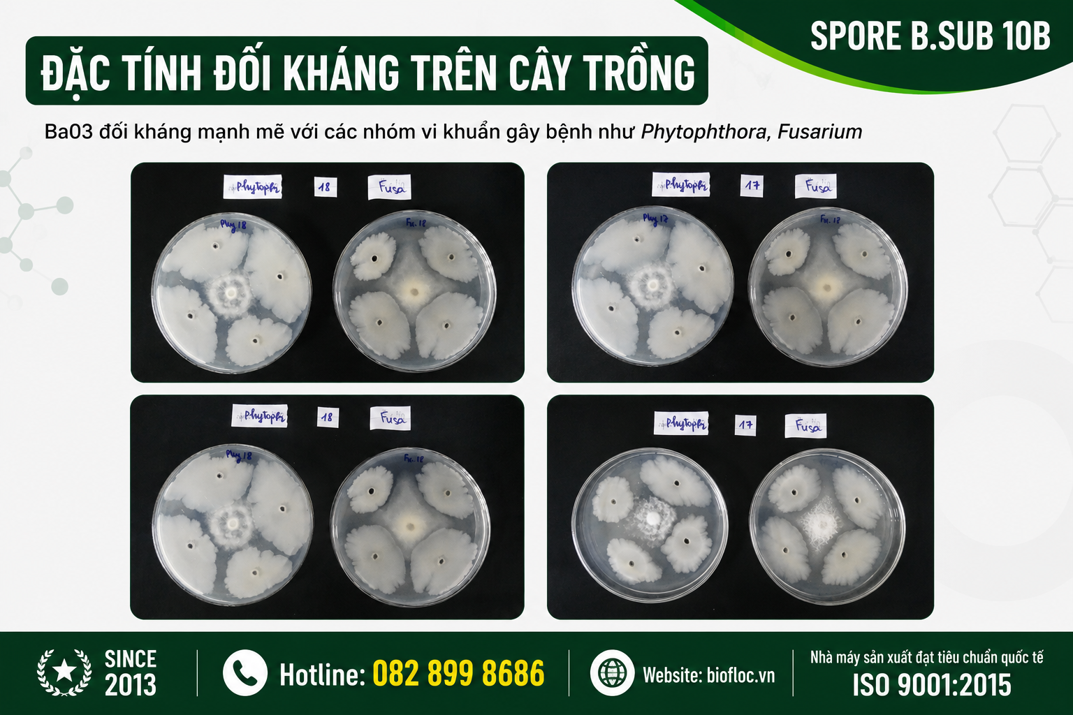nguyên liệu Bacillus subtilis, Bacillus subtilis Ba03, SPORE B.SUB 10B, nguyên liệu vi sinh