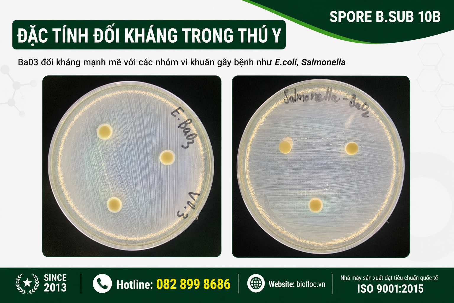 nguyên liệu Bacillus subtilis, Bacillus subtilis Ba03, SPORE B.SUB 10B, nguyên liệu vi sinh