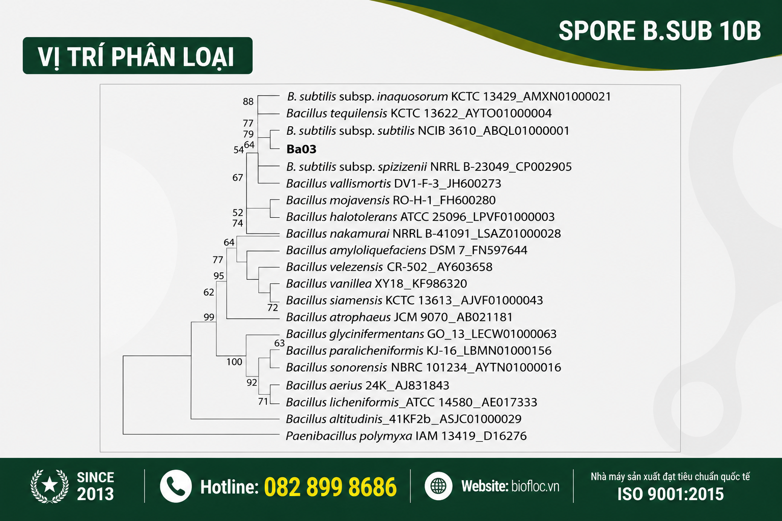 nguyên liệu Bacillus subtilis, Bacillus subtilis Ba03, SPORE B.SUB 10B, nguyên liệu vi sinh