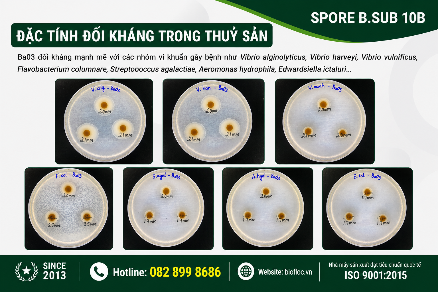 nguyên liệu Bacillus subtilis, Bacillus subtilis Ba03, SPORE B.SUB 10B, nguyên liệu vi sinh