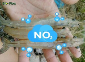 khí no2 ao nuôi.xử lý khí no2,ao nuôi tôm