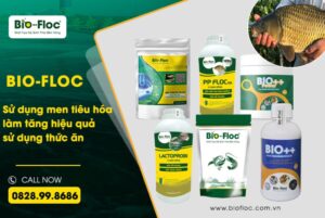 vi sinh, vi sinh xử lý đáy, men tiêu hóa, kỹ thuật nuôi cấy vi sinh