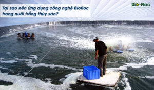 biofloc em gốc, biofloc, EM gốc, tẩy nhớt bạt ao nuôi
