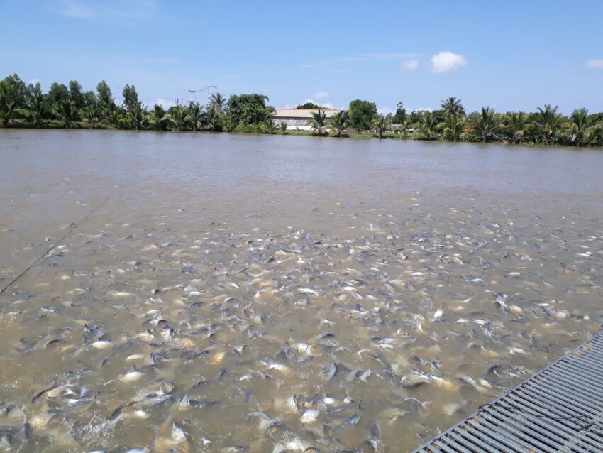 vi sinh, vi sinh xử lý đáy, men tiêu hóa, kỹ thuật nuôi cấy vi sinh